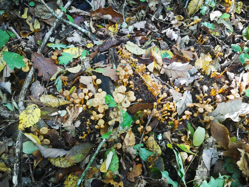 Champignon. Chanterelles jaunes. La Jonchère.  Aline Mériau.